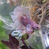 agirlandherfish1