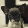 primthedog