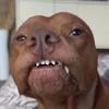 heisenbergthepitt