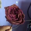 adame_abi