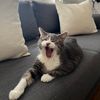 juana_risso