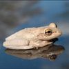 albinospacefrogz