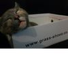 podge0804
