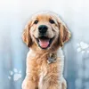 saliba_thegolden
