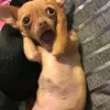 dnh.chien