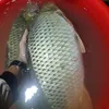 duc03062003