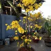 nguyennga10102
