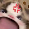 gatoikiacutmauu