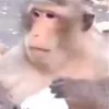 noconuc
