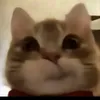 sueannadodd