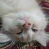 empngsikucing