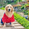 mootun_golden_retriver