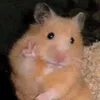 zikiiiiii_cui
