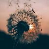 dandeliora