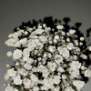 balqees_azza