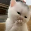 yenyen7k