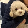paocelain