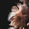 meastra_._2