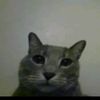 coninicat