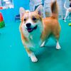meelo_corgi