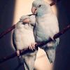 ro7_alby_m