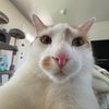 milostoebean