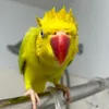 machubae