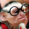 Doctor Coconut Monkey