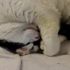 nnnnaty