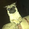 piper._.deale