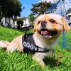 kerito_dog