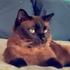 mistermcmischief