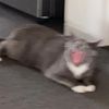 soya_the_bean