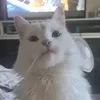 fellidaecats