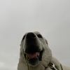 mimidog1032