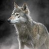 thewolf_770