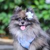 calbee_pompom