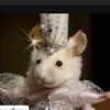 pastapossum