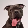 roscoe_the_bluestaffy