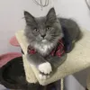 meawzann