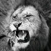 animalmindset._