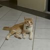 dunkelkatz