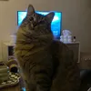 oggyandharry