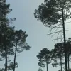 elise_cmle