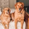 doubletroubledoggos