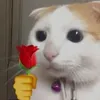 laismatos5