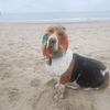 sol_la_basset