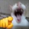 emnelrdz