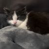 loxley.angel