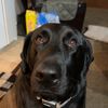 ace_the_big_back_lab
